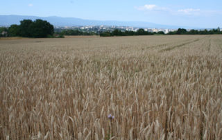 ruralis-agronomes-web-118