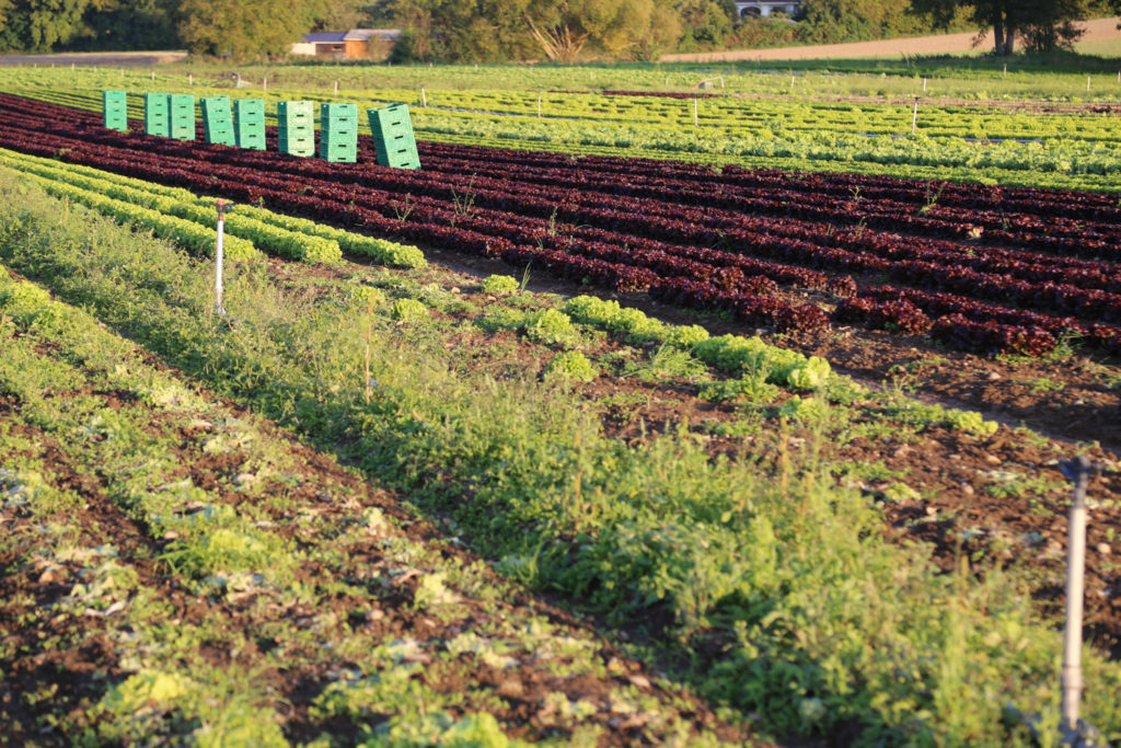 ruralis-image-35-1024×683