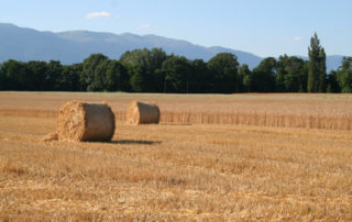 ruralis-image-9-1024×683